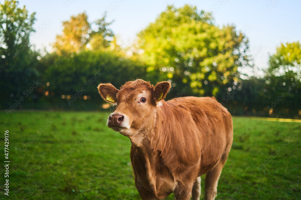 Kuh neugierig auf Feld im Grünen Kuh neugierig auf Feld im Grünen