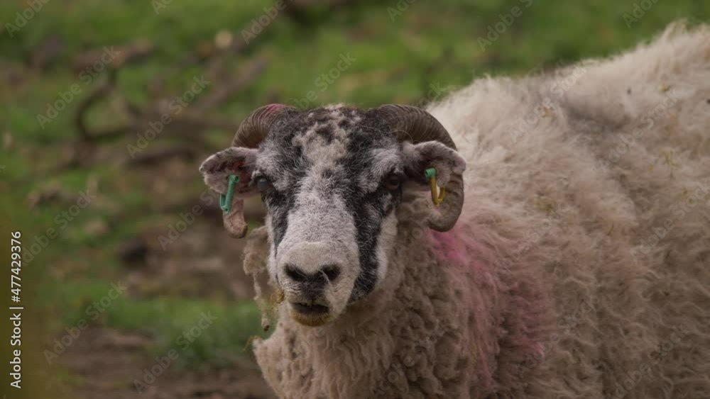 Sheep with horns looks into camera portrait Sheep with horns looks into camera portrait