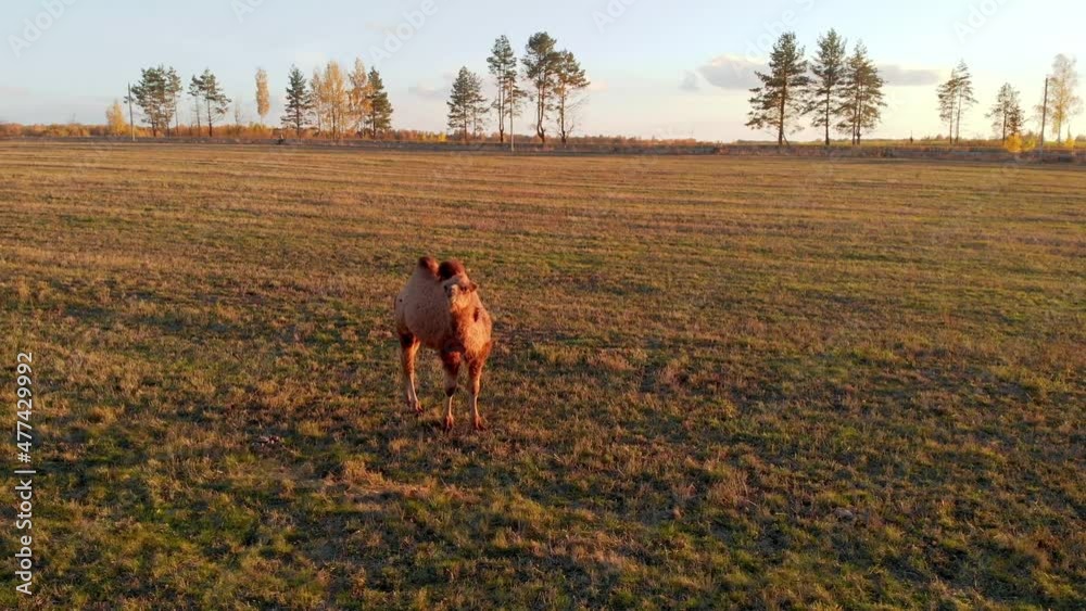 Closeup flying on a drone around a camel standing on a farm among cows in Russia Closeup flying on a drone around a camel standing on a farm among cows in Russia