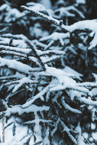 Fir branches in the forest covered with white snow in the winter season. New Year and Christmas atmosphere