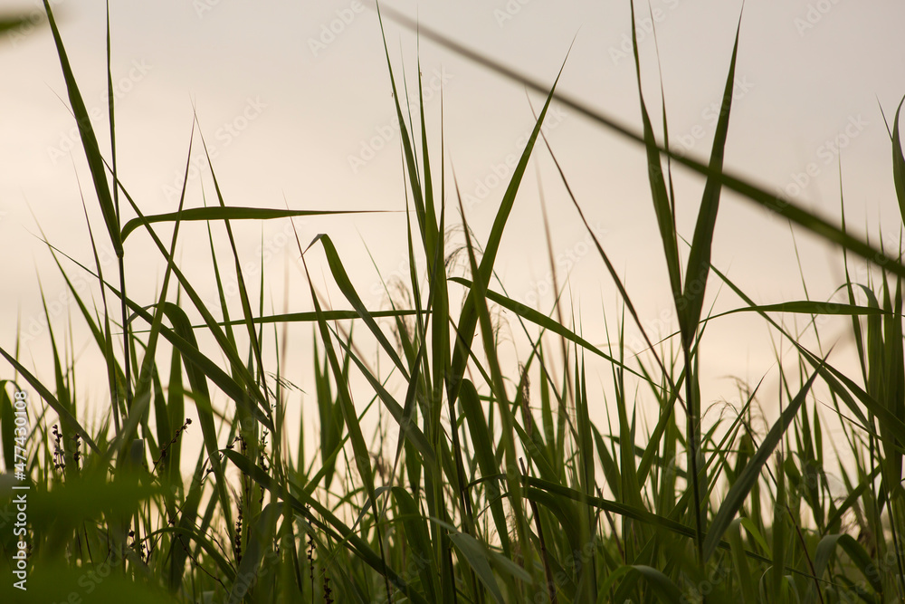 green grass on cloudy sky close up wallpaper background shot