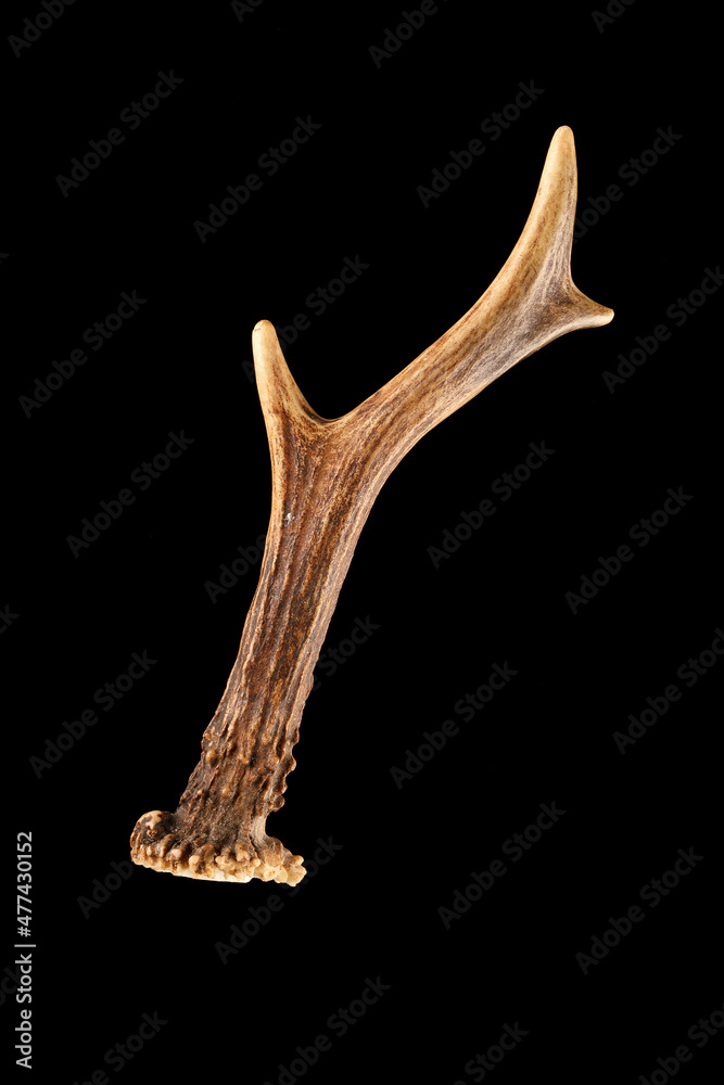 The antler of an European Roe Deer isolated on black
