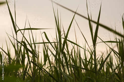 Fototapeta Naklejka Na Ścianę i Meble -  green grass on cloudy sky close up wallpaper background shot
