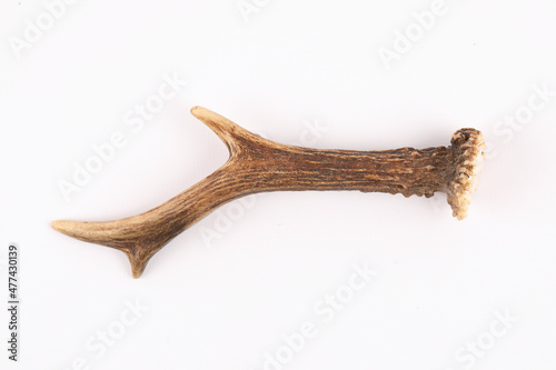 The antler of an European Roe Deer isolated on white 