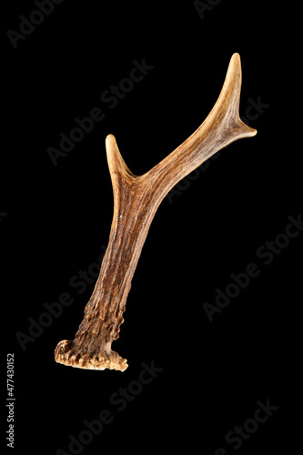 The antler of an European Roe Deer isolated on black 