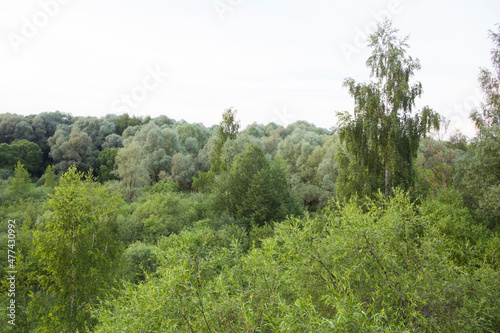 Beautiful nature. Woods with green trees foliage, grass field and clouds in the background. Afternoon panorama landscape at Pokrovskoe Streshnevo urban forest park, Moscow, Russia