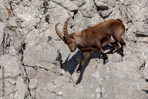 Bouquetin des Alpes (Capra ibex) mâle marchant sur le rocher. Alpes. France.