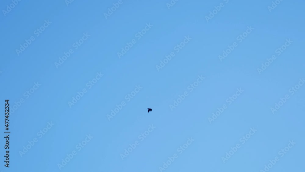 Ave volando entre cielo azul y montañas. Cámara lenta Ave volando entre cielo azul y montañas. Cámara lenta