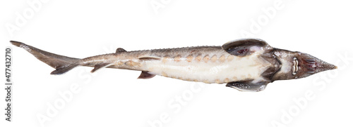 belly of fresh sturgeon fish isolated on white background