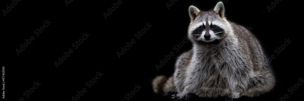 Template of a raccoon with a black background