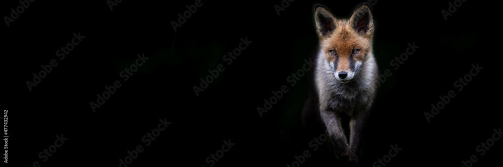 Template of a red fox with a black background Template of a red fox with a black background