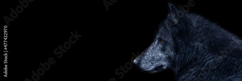 Template of a black wolf with a black background