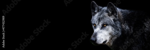 Template of a black wolf with a black background © AB Photography