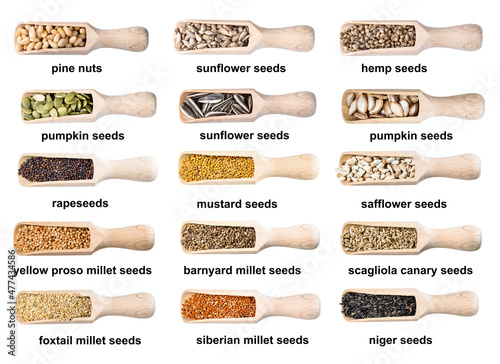 set of wood scoops with various seeds with names photo