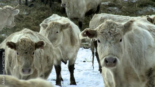 Young white cows walk outside on a rural ranch in winter.