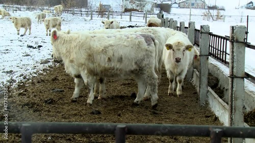 Young white cows walk outside on a rural ranch in winter.