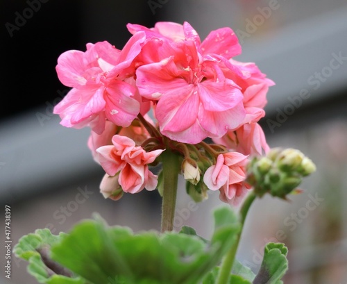 pink flower