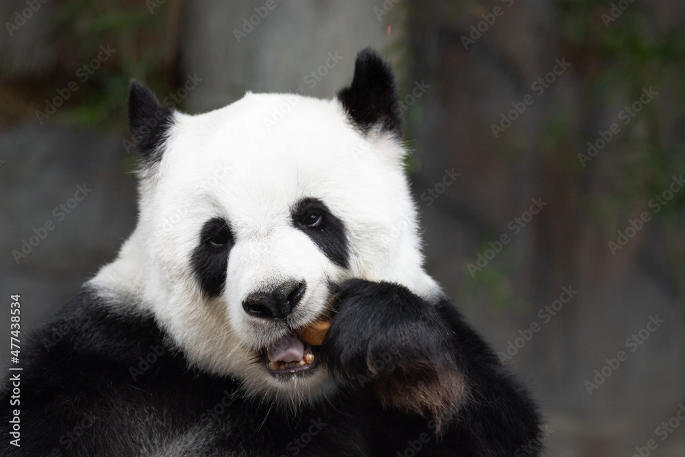 Fototapeta premium Cute Panda Eating Carrot