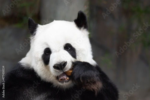 Fototapeta Naklejka Na Ścianę i Meble -  Cute Panda Eating Carrot