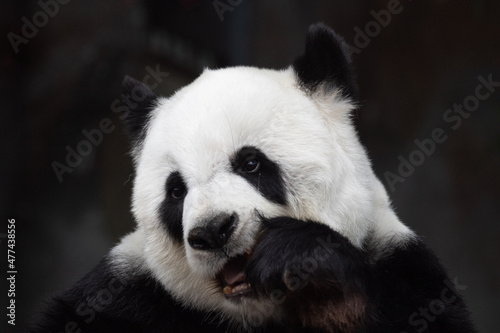 Close up fluffy giant panda  s face