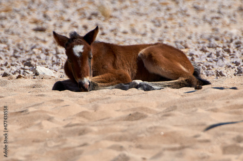 Feral desert horse foal resting in the hot sand of Namib Desert, Namibia, Africa.