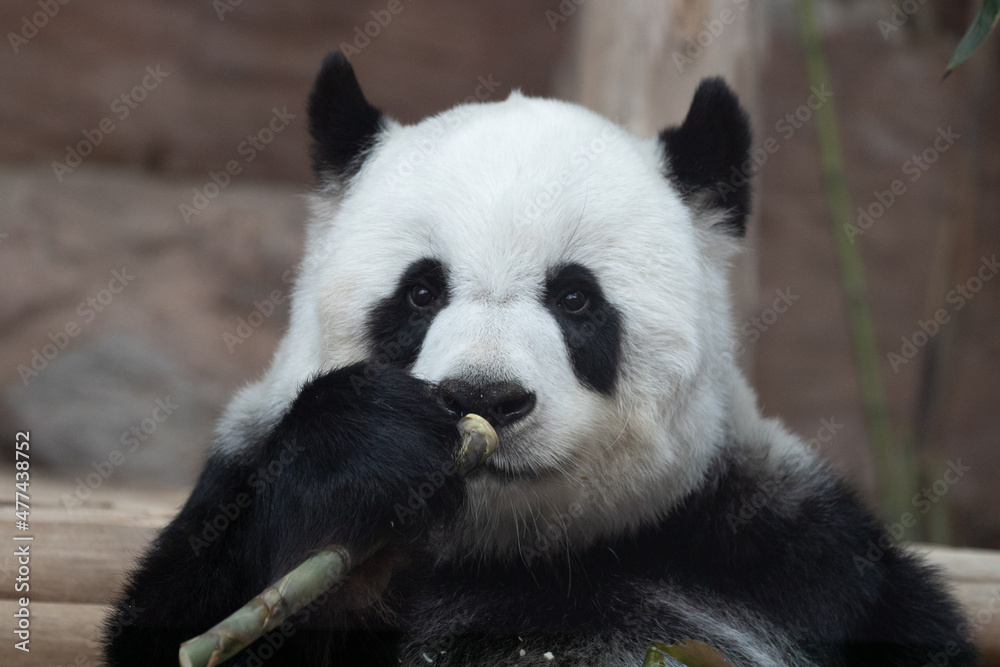 Close up Cute Happy Sweet Panda