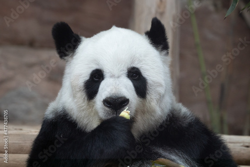Sweet female panda eating bamboo shoot © foreverhappy