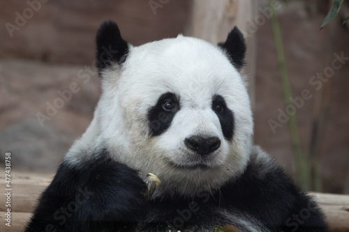 a Portrait of a sweet panda 