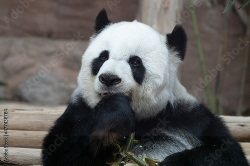 Fototapeta Naklejka Na Ścianę i Meble -  a Portrait of a sweet panda 