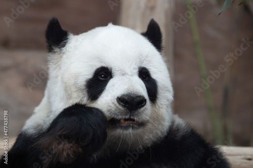 a portrait of Happy Female Panda