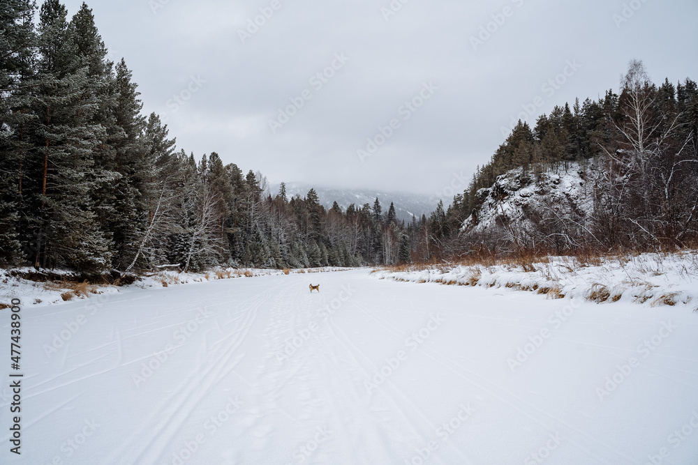 Winter landscape in the forest. A snow-covered valley, a dog runs along the road. The forest is separated by a frozen river. There is an endless mighty forest ahead, the trees are all in the snow Winter landscape in the forest. A snow-covered valley, a dog runs along the road. The forest is separated by a frozen river. There is an endless mighty forest ahead, the trees are all in the snow