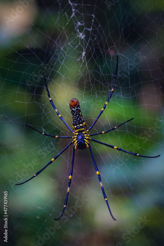 Bottom view of Golden Orb Web spider (Nephila Pilipes) © mamorshedalam
