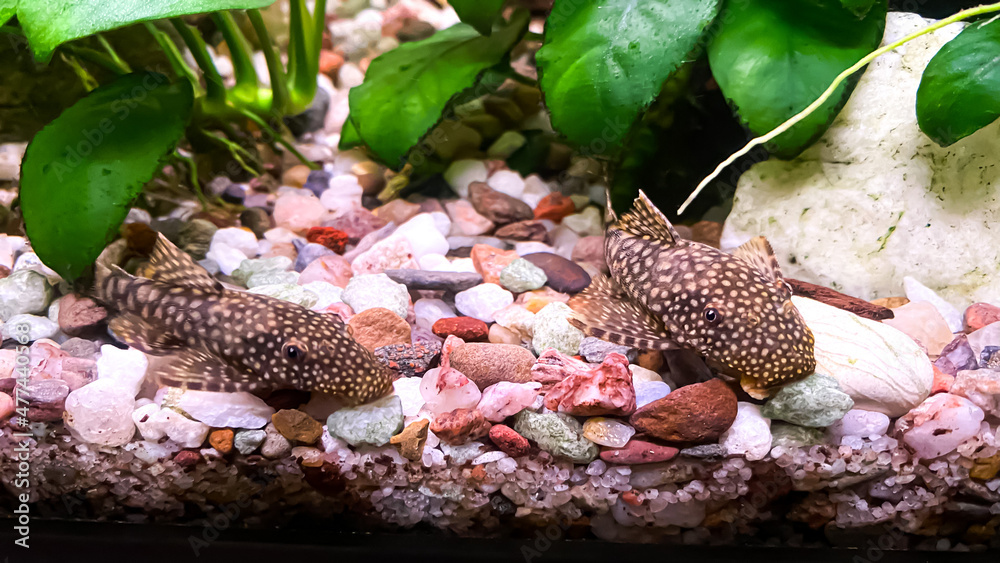 Fish Ancistrus - couple of catfish in a home freshwater aquarium with a green anubias plants