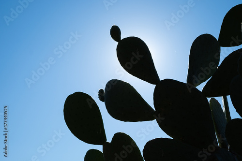 Prickly pear plant with its fleshy leaves full of thorns in a public park photo