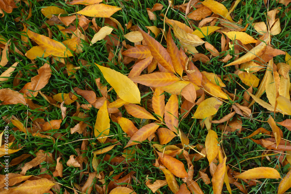 Background - amber yellow fallen leaves of ash tree in the grass in October Background - amber yellow fallen leaves of ash tree in the grass in October