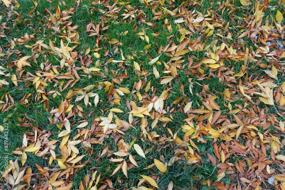 Green grass covered with brown and yellow fallen leaves of ash tree in October Green grass covered with brown and yellow fallen leaves of ash tree in October