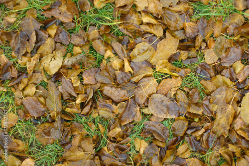 Moist brown fallen leaves of mulberry in the grass in December