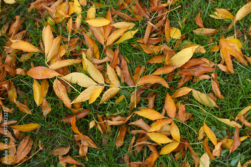 Yellow and brown fallen leaves of ash tree on green grass in October