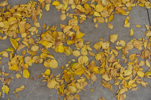 Amber yellow fallen leaves on grey concrete floor in mid November