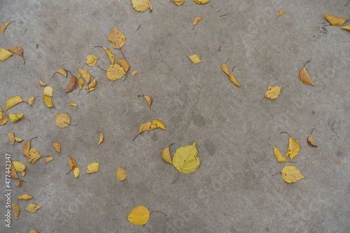 Several yellow fallen leaves on concrete floor in mid November