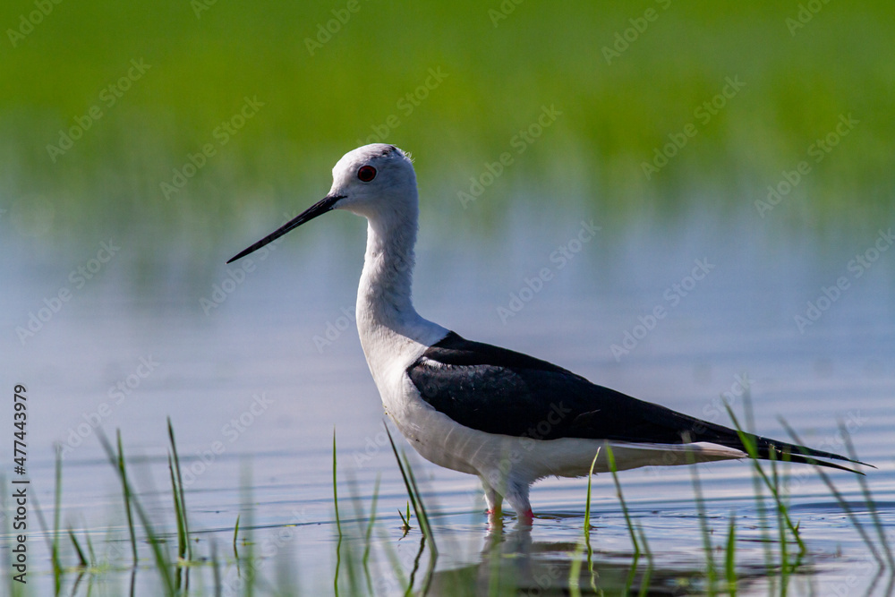Obraz premium Black-winged Stilt in rise field