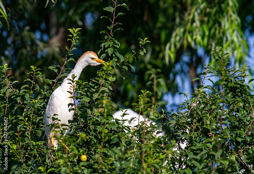 Cattle Egret beahvior in breeding colony photo