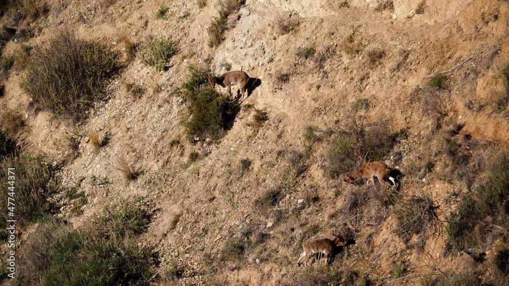 Wild goats, spanish ibex on seaside coastal cliffs, Maro Cerro Gordo natural area, Andalucia Nerja Spain. Wild goats, spanish ibex on seaside coastal cliffs, Maro Cerro Gordo natural area, Andalucia Nerja Spain.