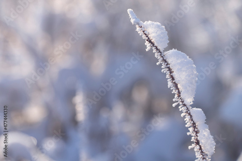 A prickly branch of a wild rose covered with frost and caps of snow illuminated by the rays of the sun close-up with copy space. Winter natural background for text. © Anton