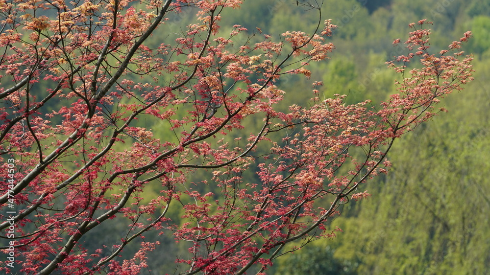 The beautiful spring landscape in the forest with the fresh green trees and the warm sunlight The beautiful spring landscape in the forest with the fresh green trees and the warm sunlight
