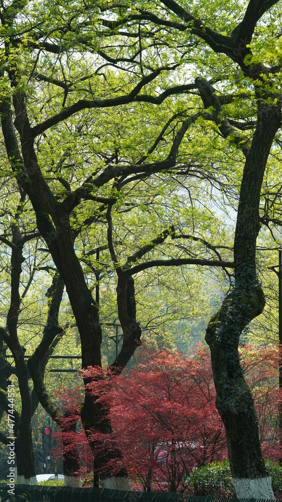 Obraz premium The beautiful spring landscape in the forest with the fresh green trees and the warm sunlight