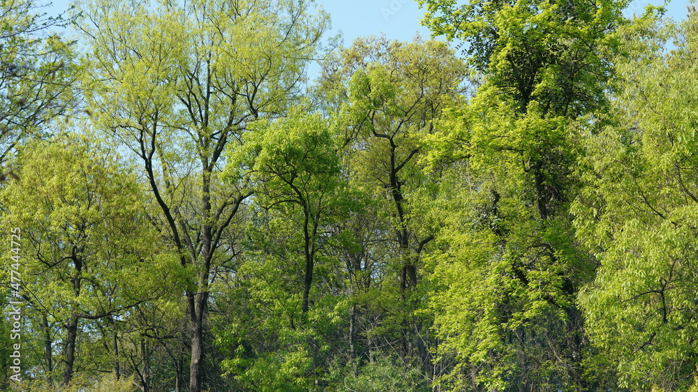 The beautiful spring landscape in the forest with the fresh green trees and the warm sunlight The beautiful spring landscape in the forest with the fresh green trees and the warm sunlight