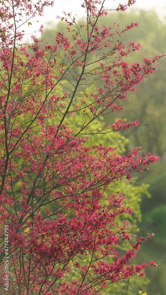 The beautiful spring landscape in the forest with the fresh green trees and the warm sunlight The beautiful spring landscape in the forest with the fresh green trees and the warm sunlight