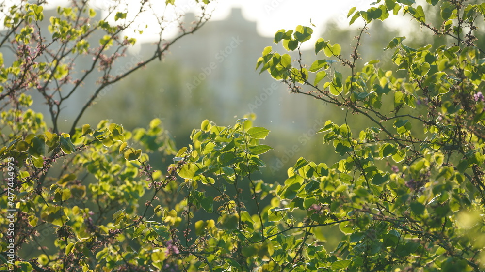 The beautiful spring landscape in the forest with the fresh green trees and the warm sunlight The beautiful spring landscape in the forest with the fresh green trees and the warm sunlight