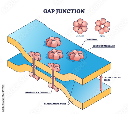 Gap junction as anatomical intercellular connection structure outline diagram. Labeled educational multitude cell types space description with connexon monomer and plasma membranes vector illustration